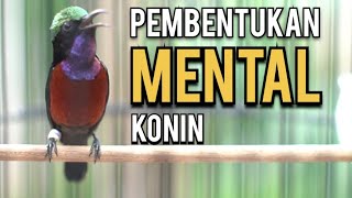 Cara membentuk mental konin supaya BOCOR GACOR