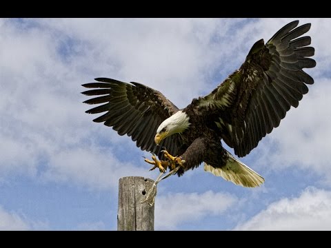 Documentaries film - The American Bald Eagle - National Geographic Documentary 2015 Documentaries film - The American Bald Eagle - National Geographic Documentary 2015