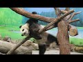 20220217 圓寶早餐花樣多 吃竹泡湯鬧幾波 giant panda yuan yuan u0026 yuan bao