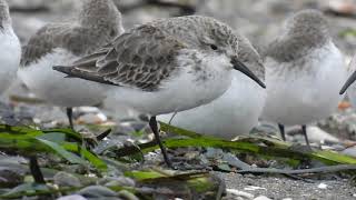 Western Sandpiper in January.