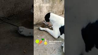Monster Alabai Eating food | Central Asian Shepherd Dog #shorts #video #viral