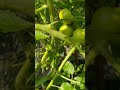 ছাদের আমার একটি টমেটো গাছে ১০০ টমেটো 🍅 foryou agriculture rooftop agriculture tomato 2025