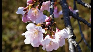 [4K] 大寒桜と雪割一華 神代植物公園 2020💝Prunus 'Oh kanzakura' \u0026 Anemone keiskeana Jindai Botanical Garden 2020