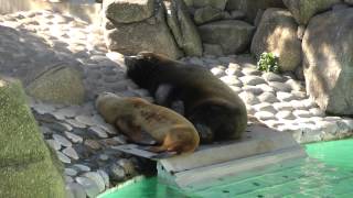 千葉市動物公園　お昼寝中のカリフォルニアアシカ00185