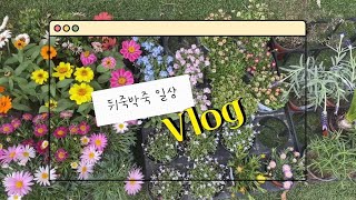 [vlog] 창업반 수업/ 꽃집알바 / 꽃바구니 / 생화케이크 / 꽃과 함께하는 뒤죽박죽 일상 브이로그 / flower,우아한 / 꽃집창업