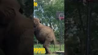 🐘🔥Amazing Elephant🏀Basketball Dunk Shots | Elephant Dunk | Amazing Elephant Basketball Trick Shots🔥
