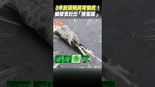 3米巨蟒闖民宅偷吃！　被捉竟吐出「整隻雞」｜TVBS新聞｜擠看看 #shorts