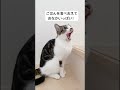 【ねこがジーッと見つめる先は？】 shorts かわいい猫 ねこ動画 ねこ ロディーアンドソフィー