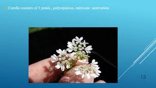 Family Apiaceae (Lecture  No  13)