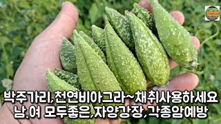 박주가리 이렇게 채취 사용하세요 남.여모두좋은 자양강장 각종암예방~이 식물/건강정보 HERBS