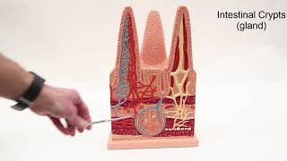 Intestinal Model