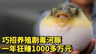 大爷用巧招养剧毒河豚，一年狂赚1000多万元，他是如何做到的？