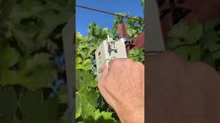 Checking the status of the soil moisture probes in my organic vineyard #domainehelena