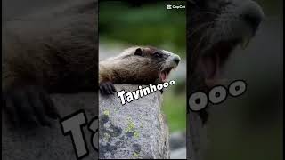 #Marmota chamando o #Otavio