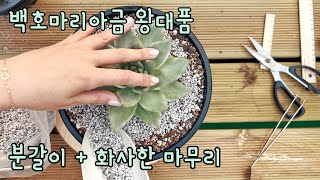 [지겨운 여름, 분갈이 대리만족]백호마리아금 왕대품 분갈이 후 두 달!