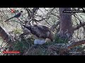 ep.128🦤booted eagle nest／todos los secretos pollos Águila calzada @directo natura