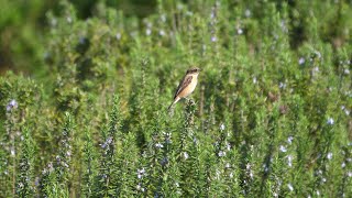 馬入ふれあい公園のノビタキ（雄）（冬羽）その２（4K60P動画）