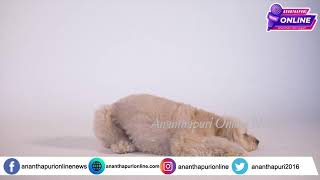 Dog vs. Cat: Hilarious Pet Antics and Fails! |  നായയും പൂച്ചയും അവരുടെ കുസൃതികളും