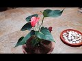 How to Grow and Care Anthurium Plant || Fun Gardening || 22 Sep, 2017