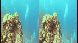 Cozumel 2014 Second Dive 3D