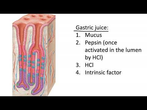 Which is gastric gland?