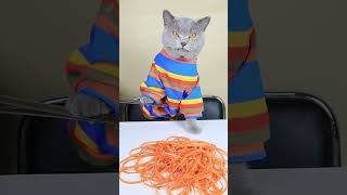 Oddly Satisfying Video To Reduce Your Stress😴😺| Cat TikTok Challenge #funnycat #catsoftiktok #shorts