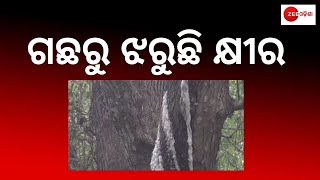 Viral Video From Khordha | ନିମ୍ବ ଗଛରୁ ଝରୁଛି କ୍ଷୀର | Milk Flow From A Tree | Zee Odisha