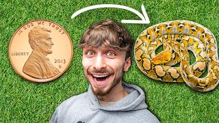 Trading a $0.01 To a $1500 Snake in 24 Hours