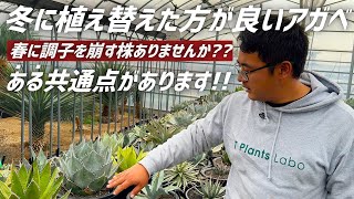 【アガベ】冬に植え替えた方が良い品種がある理由についてお伝えします!!