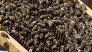 Honey Valley Beekeeping \u0026 Michael Fields Agriculture Institute - Full Episode