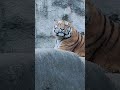 shorts ヒューイくん　のんびりと　アムールトラ🐯　浜松動物園　2022年11月6日