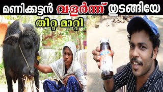 പോത്ത് കൃഷി | Buffalo Farming in Kerala | Pothu krishi | Pothu Valarthal Malayalam | Sani's Media