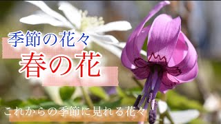 【スプリングエフェメラル】3月　これからの季節に咲く花々　好きな花を探してください