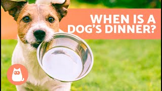 When Is the BEST TIME to FEED a DOG? 🐶🥩 (Dog Food Timetable)