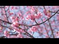 京都 淀水路の河津桜 2021【4k】