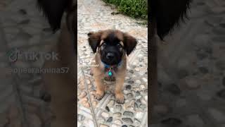 ឆ្កែឆ្លាត...#dog #dogshorts