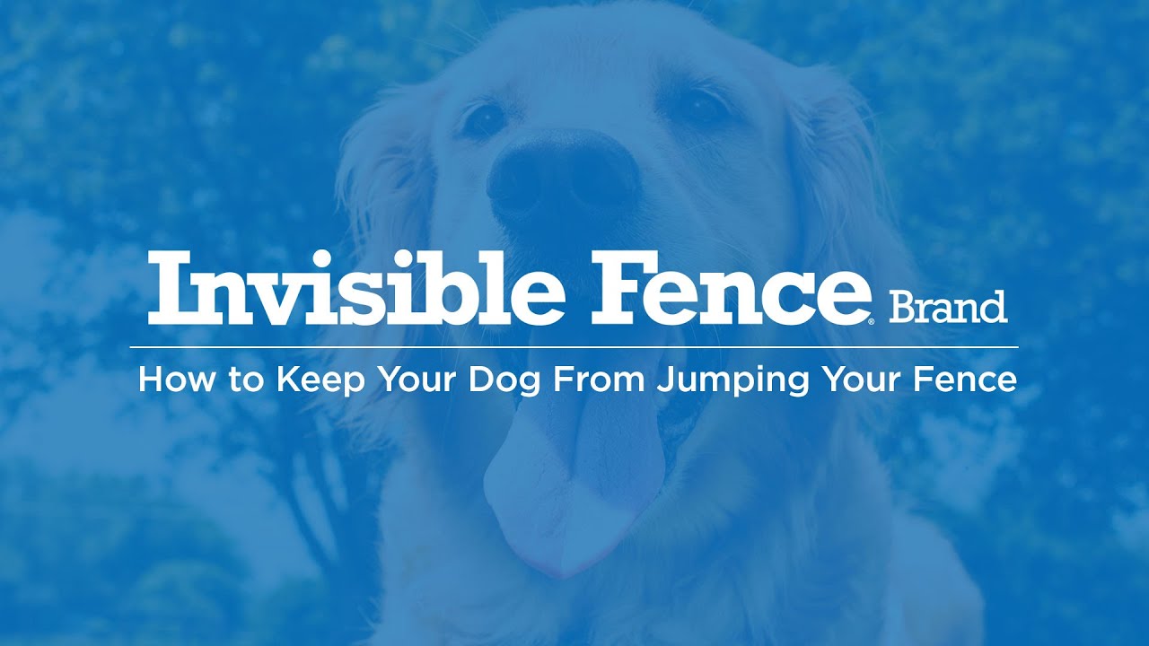 How Can I Stop My Dog From Jumping The Fence