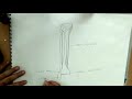 how to draw tibia bone