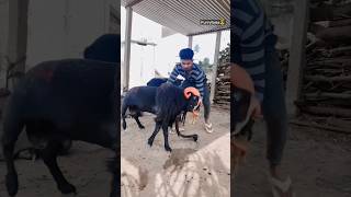 Aggressive Karnataka Sheep🔥🔥 #shorts #aggresive #karnataksheep #viralvideo