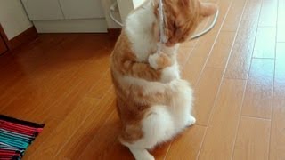 紐に大興奮する猫　- the cat gets excited by the string -