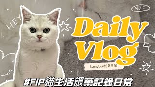 貓奴必看｜FIP猫の生活日常～餵藥篇￼ ｜分享如何乖乖地完成任務