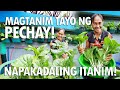 MAGTANIM TAYO NG PECHAY! ANG DALI LANG ITANIM! (Planting and Harvesting Tutorial) | Haydee's Garden