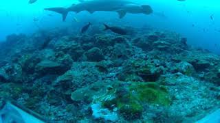 Amazing 360 degree view of hammerhead sharks