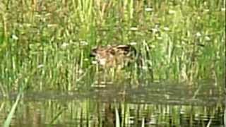 Botaurus stellaris /Great bittern /Roerdomp /Butor étoilé / Rohrdommel /Bąk zwyczajny  /15