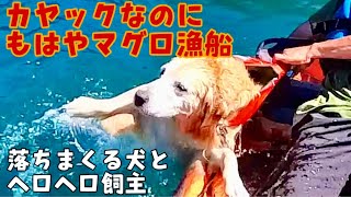 【サブスク旅富士編6】西湖で落ちまくる犬を持ち上げるのは一苦労