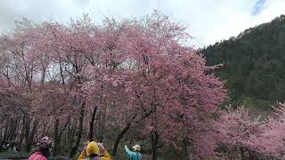 20220207 「武陵農場櫻花季」管制期前第一趟，茶園櫻花太美，大姊賞花很開心，還說今天翹班翹得值得