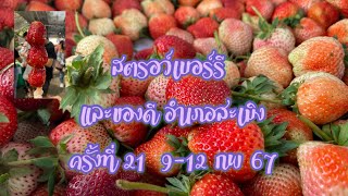 strawberry งานสตรอว์เบอร์รี และของดี สะเมิง เชียงใหม่ ครั้งที่ 21