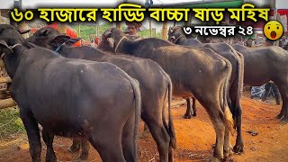 কম দামে হাড্ডি ষাড় মহিষের বাচ্চা | ৩রা নভেম্বর