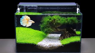 How To Grow Aquatic Plants in Aquarium  Amazing Diy Aquascape For Betta Fish No Co2 Have Filter #119