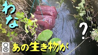 水路に“あの生き物”が増殖？　わなで狙ってみると…